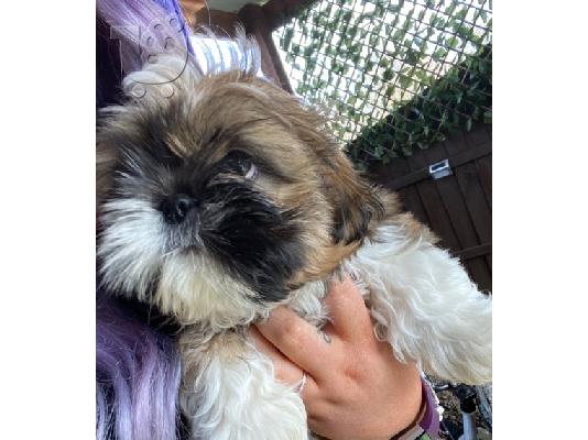 Πανέμορφο Shih Tzu προς πώληση.